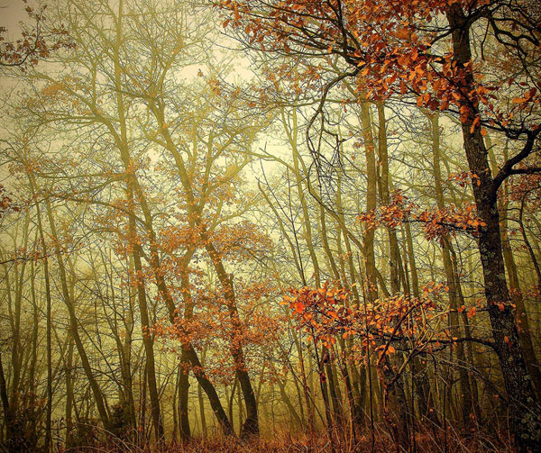 Photograph Enzo Crispino Il Bosco Incantato on One Eyeland