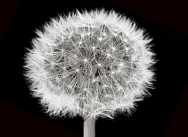 Photograph Barry Makariou Dandelion on One Eyeland