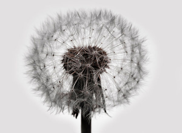 Photograph Barry Makariou Dandelion on One Eyeland