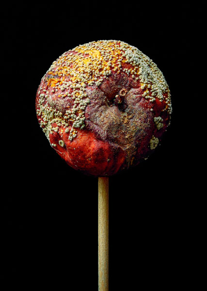 Photograph Jose Laino Topped Apple on One Eyeland