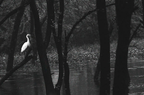 Photograph Faiyaz Hawawala The Lonely Bird on One Eyeland