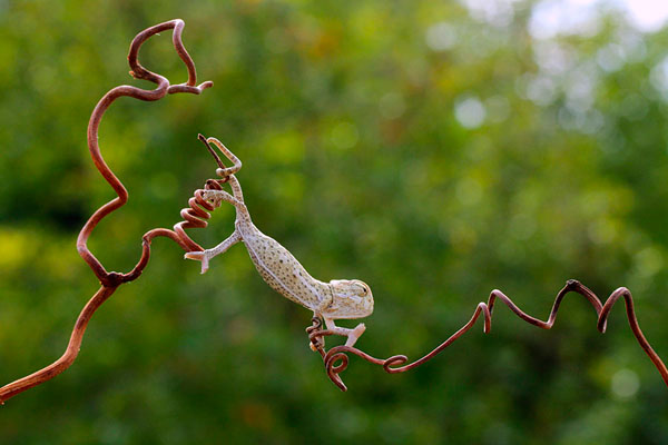 Photograph Mehmet Karaca Buki on One Eyeland