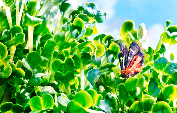 Photograph David Bishop The Thirsty Moth on One Eyeland