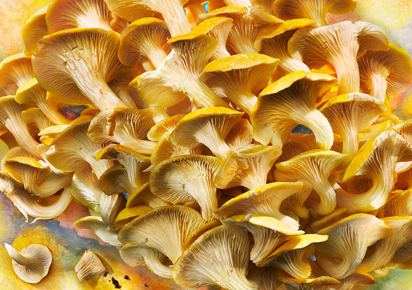 Photograph David Bishop Golden Elm Mushroom on One Eyeland