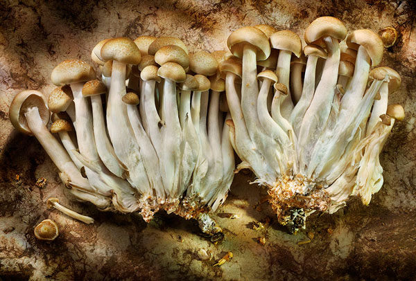 Photograph David Bishop Beech Mushroom on One Eyeland