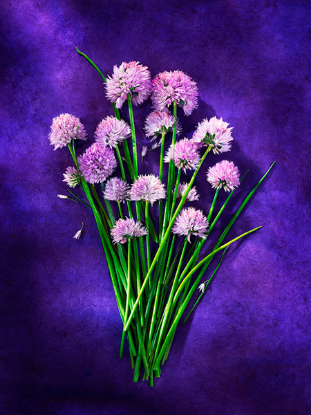 Photograph David Bishop Garlic Chives on One Eyeland