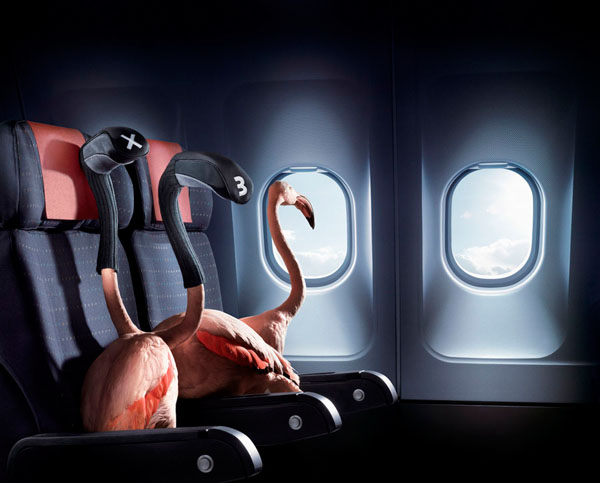 Photograph Staudinger Franke Flamingos on One Eyeland
