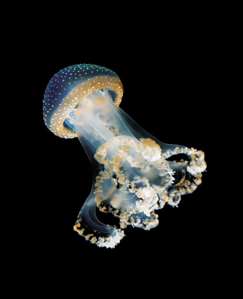 Photograph Staudinger Franke Jellyfish on One Eyeland