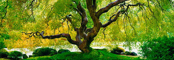 Photograph Peter Lik Tree Of Serenity on One Eyeland