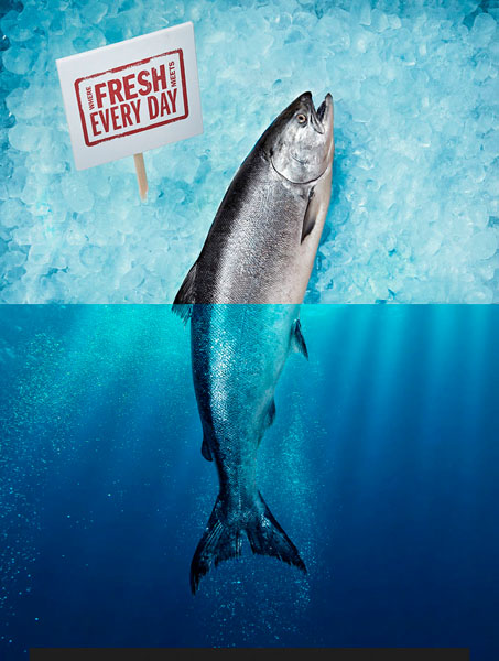 Photograph Paul Lang Fish on One Eyeland