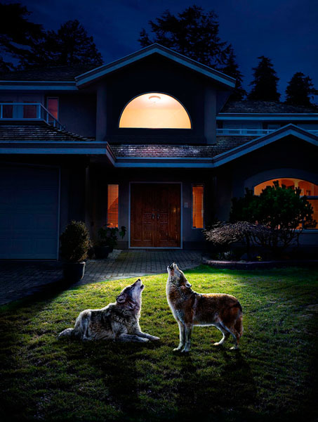 Photograph Paul Lang Wolves on One Eyeland