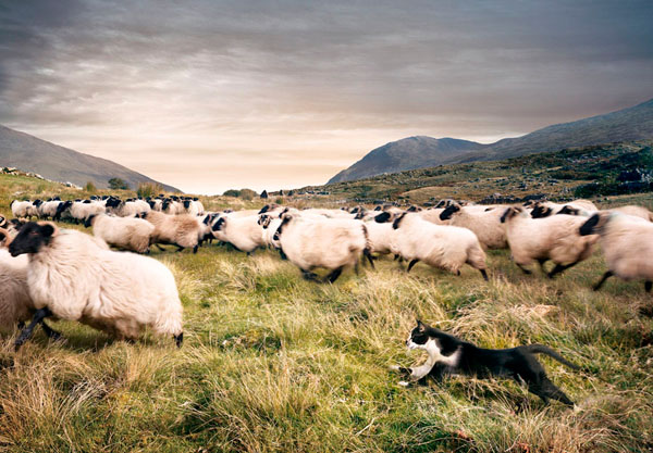 Photograph Staudinger Franke Sheep Cat on One Eyeland