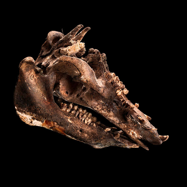 Photograph Antonio Strafella Dead Alien on One Eyeland
