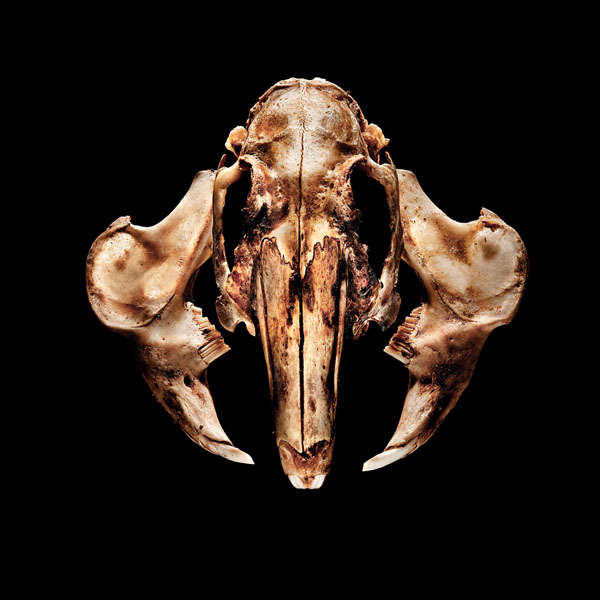 Photograph Antonio Strafella Dead Alien 2 on One Eyeland