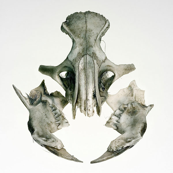 Photograph Antonio Strafella Dead Alien on One Eyeland