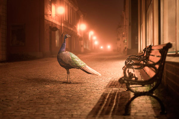 Photograph Mikko Lagerstedt Night Animals Peacock on One Eyeland