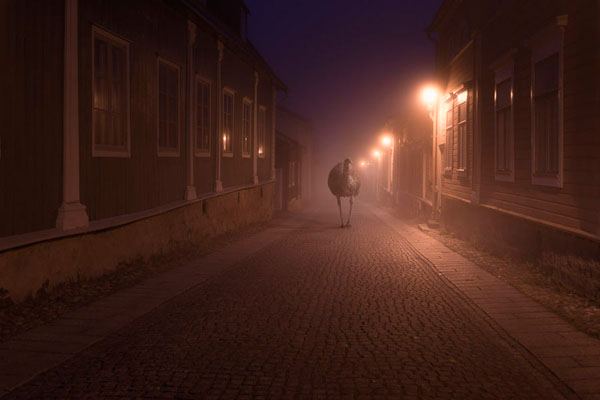 Photograph Mikko Lagerstedt Night Animals Emu on One Eyeland