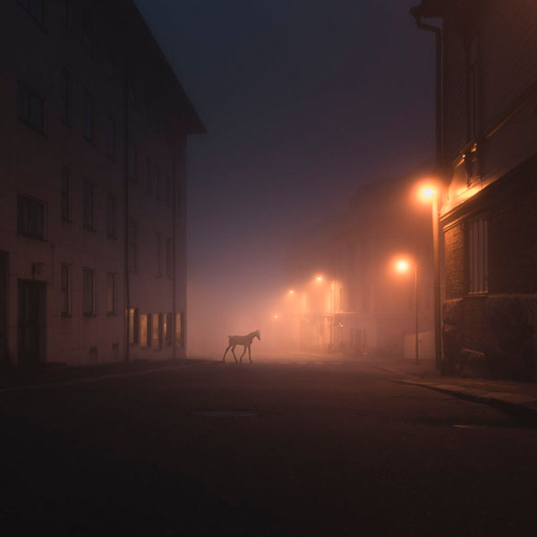 Photograph Mikko Lagerstedt Night Animals Foal on One Eyeland