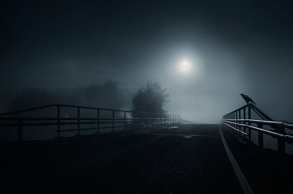Photograph Mikko Lagerstedt Crow on One Eyeland