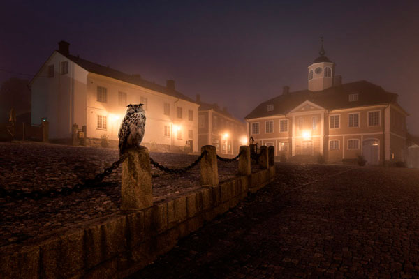 Photograph Mikko Lagerstedt Night Animals Owl on One Eyeland