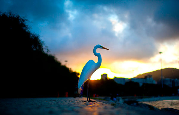 Photograph Antonio Lacerda Egret on One Eyeland