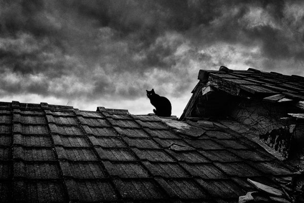Photograph Yasuhiro Sakuda Cat on One Eyeland