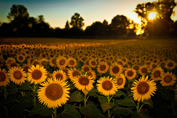 Photograph Fabrizio Cirulli Sunset Light on One Eyeland