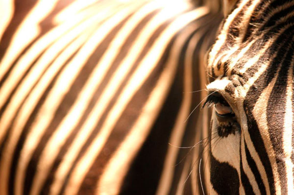 Photograph Ajay Relwani Zebra on One Eyeland