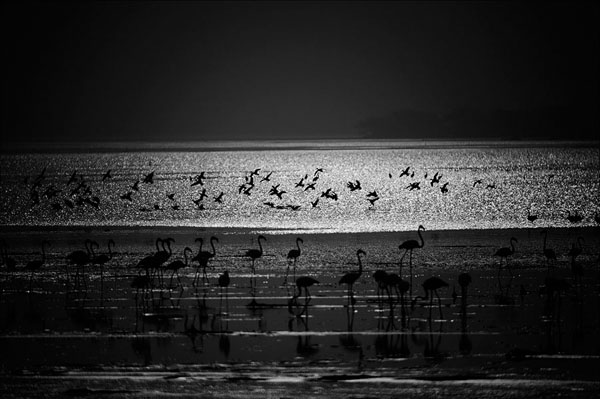 Photograph Karthik V Flamingo Land on One Eyeland
