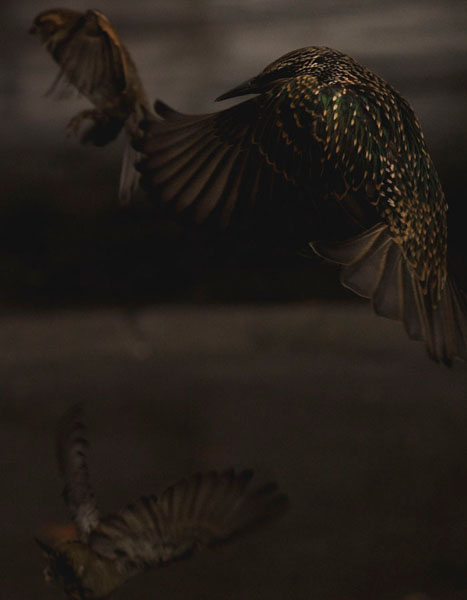 Photograph Juanmi Marquez Birds on One Eyeland