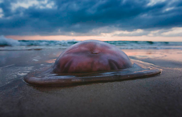 Photograph Ben Welsh Jelly Fish on One Eyeland