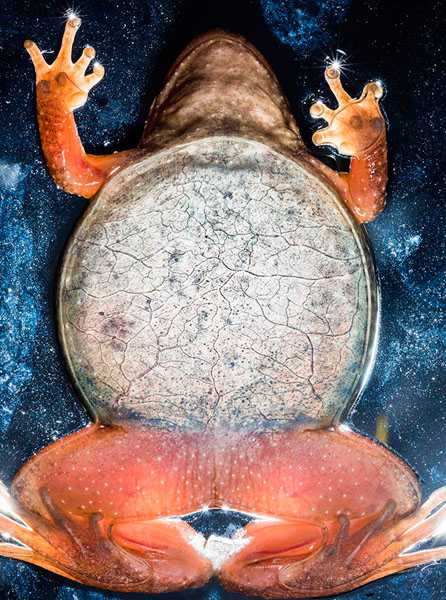 Photograph Ben Welsh Amphibian on One Eyeland
