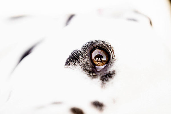 Photograph Klaus Elmfelt Labrador on One Eyeland