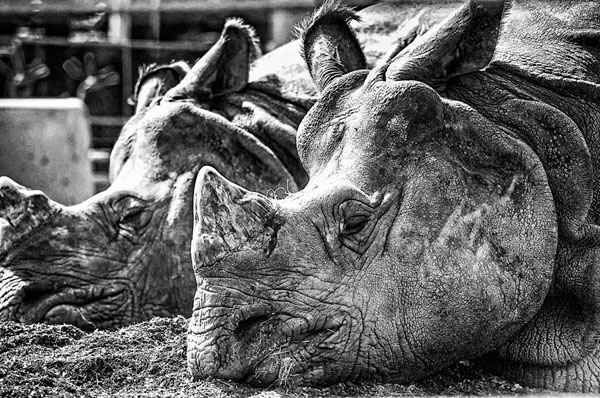 Photograph Fred Higgins Sleepy Time on One Eyeland