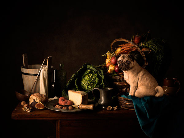 Photograph Tim Platt Daisy The Kitchen Dog on One Eyeland