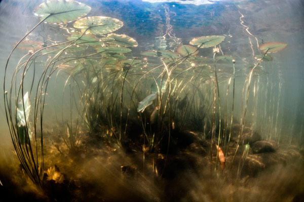 Photograph Robin Cerutti Nenufar on One Eyeland