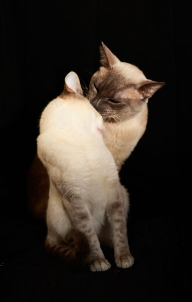Photograph Julieta Lazzini El Beso on One Eyeland