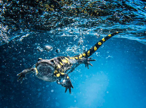 Photograph Ben Welsh Salamander In The Water on One Eyeland