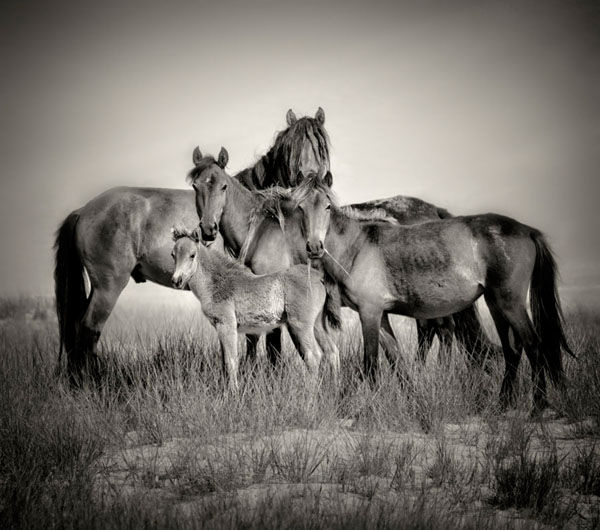 Photograph Bev Pettit Sable Island Wild Horse Family on One Eyeland