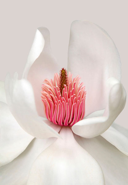 Photograph Brian Haslam Magnolia on One Eyeland