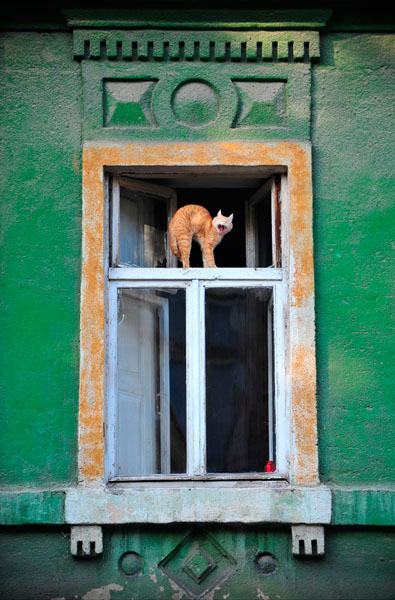 Photograph Vyacheslav Shcherbakov Red Cat on One Eyeland