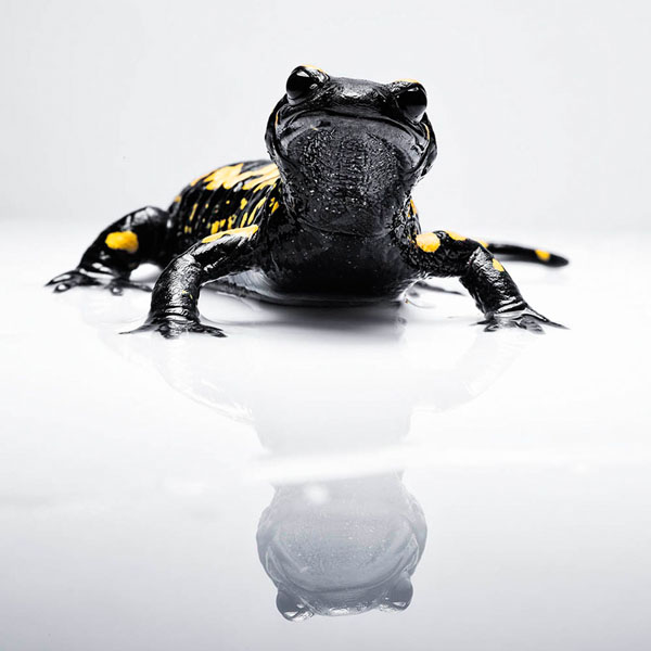 Photograph Ben Welsh Salamander 2 on One Eyeland