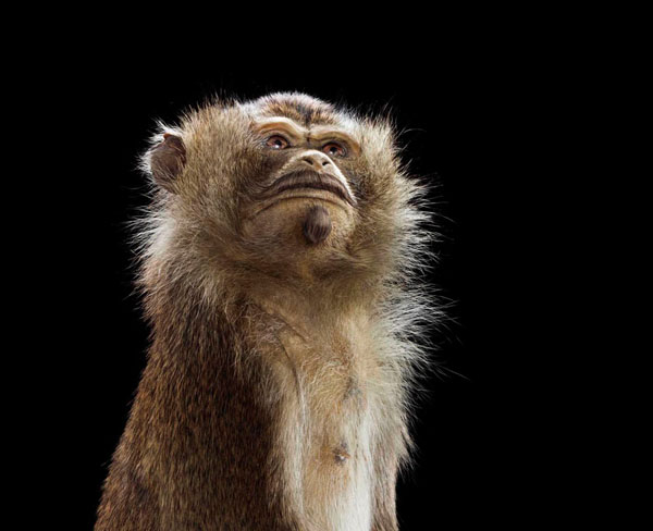 Photograph Staudinger Franke Monkey Moustache on One Eyeland
