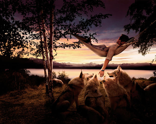 Photograph Staudinger Franke Wolves on One Eyeland