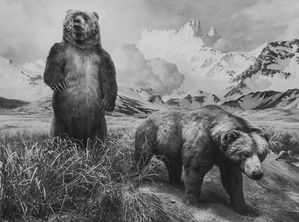 Photograph Juanmi Marquez Bears on One Eyeland