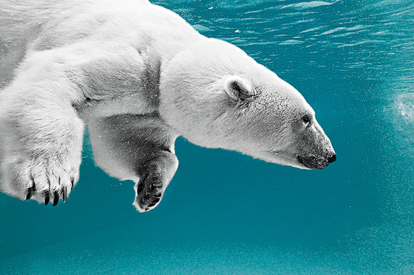 Photograph Michael Confer Polar Bear Swimming on One Eyeland