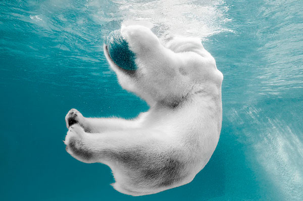 Photograph Michael Confer Polar Bear Playing on One Eyeland