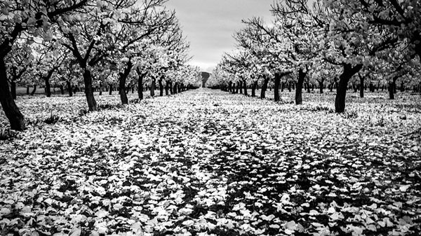 Photograph Bruno Banalli Autumn on One Eyeland
