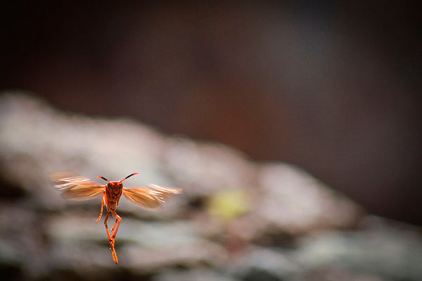 Photograph Raul Mj Insecto Extraterrestre on One Eyeland