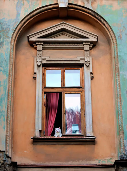 Photograph Vyacheslav Shcherbakov Roman Cat on One Eyeland